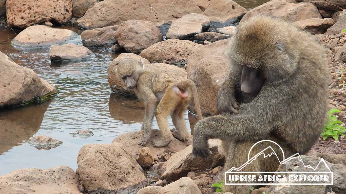 Lake Manyara National Park