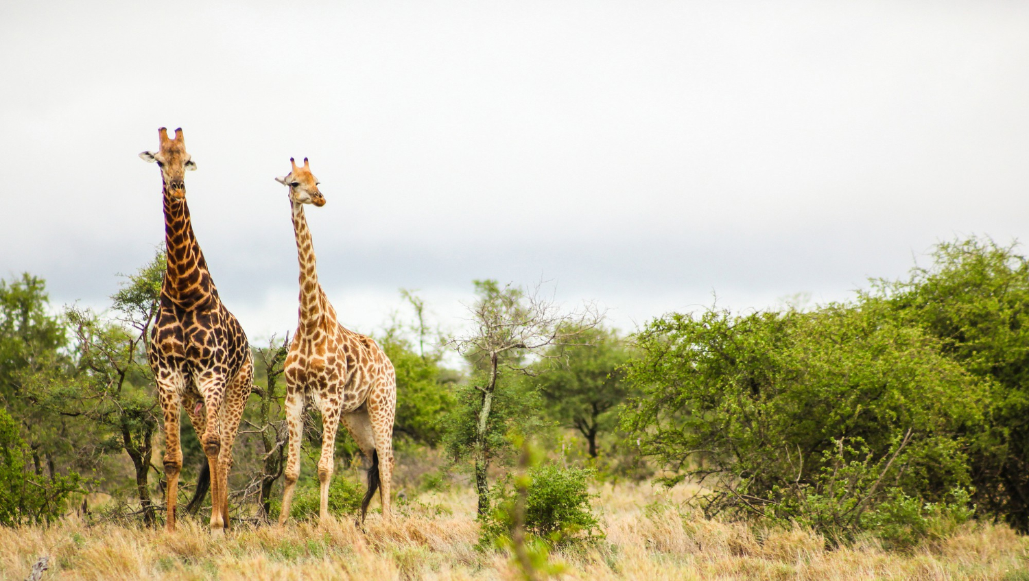 Top 5 Must-Visit National Parks in Tanzania